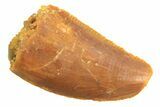 Bargain, Partial Raptor Tooth - Real Dinosaur Tooth #297749-1